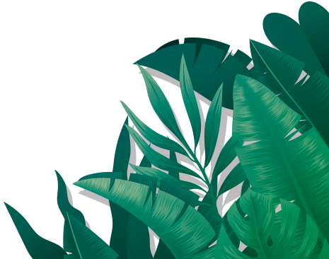 palm-BR