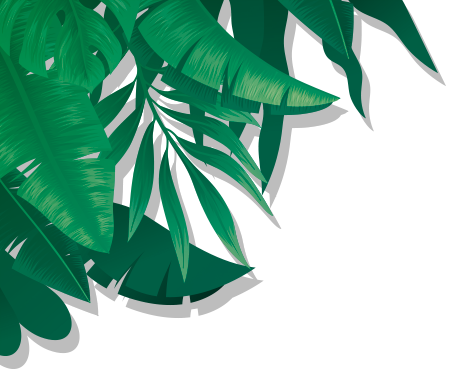 palm-TL