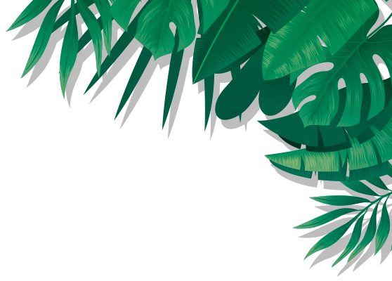 palm-TR